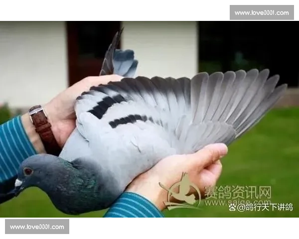 赛鸽竞速之巅解读鸽类比赛背后的科技与训练秘籍