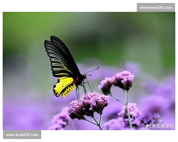 蝶类竞赛盛况：探索自然界中蝴蝶飞行速度与舞姿之美